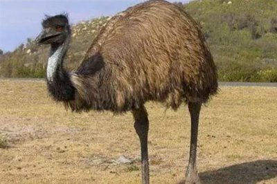 鸸鹋如何养殖,喜欢在宽场的地方上活动