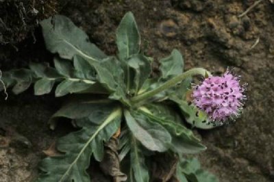 倒心形叶子植物有哪些，常见的有四叶草、心叶桉、心叶球兰等