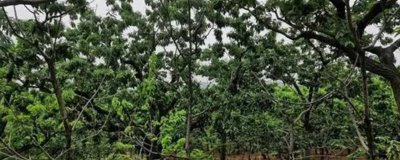 板栗枝枯病的种类及防治措施，分为棒盘孢枝枯病和黑盘孢枝枯病