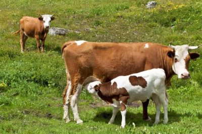 牛的繁殖方法,可进行人工或自然配种