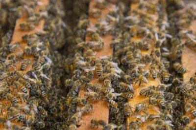 蜜蜂秋繁的起止时间,南方通常于9-10月份的时候开始秋繁