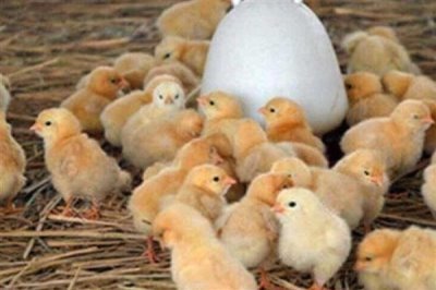 鸡苗多大能散养，1-2个月左右即可