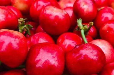 大樱桃常见品种,红灯、美早、早红宝石等品种较常见