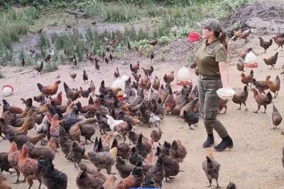 散养土鸡成本,饲养一只土鸡纯利在10元-20元