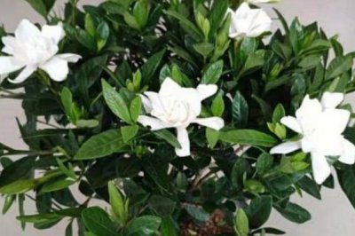 栀子花有毒吗,花香浓郁但全株无毒