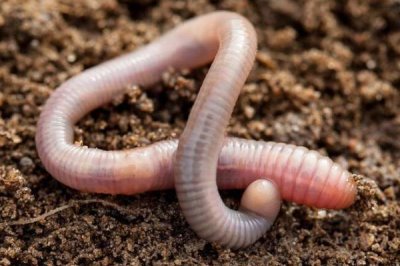 钓大鱼适合用什么饵料,蚯蚓、玉米、红薯等饵料均是不错的选择