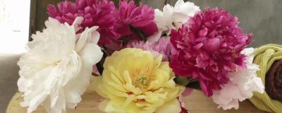 芍药鲜切花怎么养护，需勤换水、水质要保持清洁