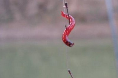 红虫简易挂钩方法，直接穿挂在鱼钩上即可
