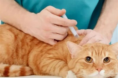 猫咪突然扭头转圈的原因,可能是中耳炎导致的