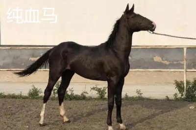 半血马和纯血马有什么区别,半血马的繁殖能力强、纯血马的繁殖能力差