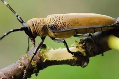 在家怎么养天牛,使用透明的饲养箱为宜