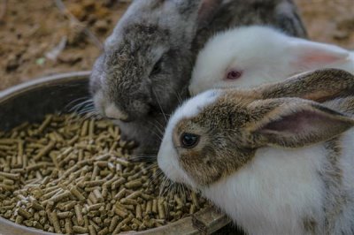 散养100只野兔的成本,总资金需要3万元左右