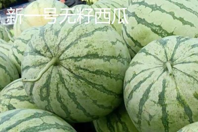 西瓜有哪些常见品种,包括麒麟瓜、黑美人瓜、无籽西瓜等种类