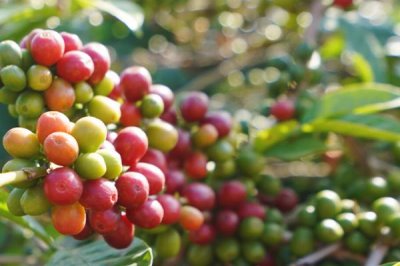 云南省盛产咖啡的原因,具有土壤肥沃、日照充足、雨量丰富等有利条件