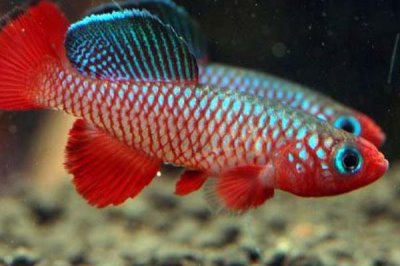 粉红佳人鳉鱼好不好养,饲养难度较小