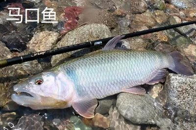 哪些鱼类的长相近似白条鱼,翘嘴、马口鱼、黄尾鱼等品种均比较相似