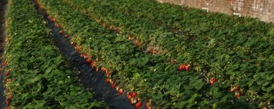 草莓打什么药能增加甜度，通常不采用打药的方法增甜