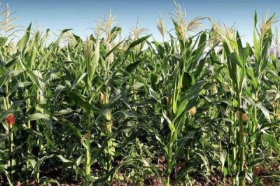 华春36玉米种子特点，防治杂草