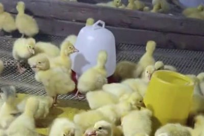 刚出生的小鹅喂什么食物，用米饭或米粒搭配青菜叶一起饲喂