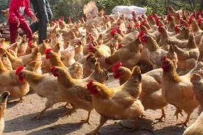 养鸡喂什么食物,肉虫、蚯蚓、黄粉虫等都是很好的食物