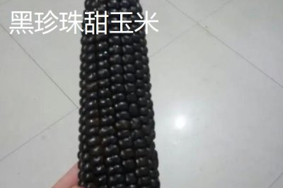 黑玉米种子售价以及如何种植，一斤需要40-60元左右