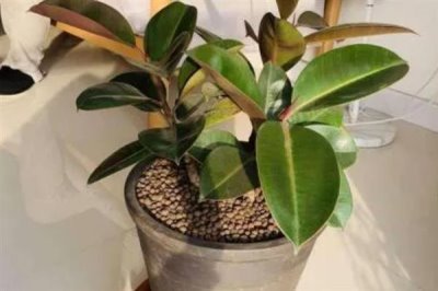 怎么养橡皮树，幼株每隔一年更换一次盆土