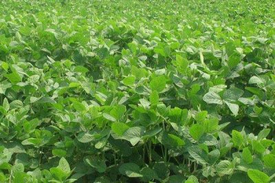 佳豆18大豆种简介,适当增加种植密度
