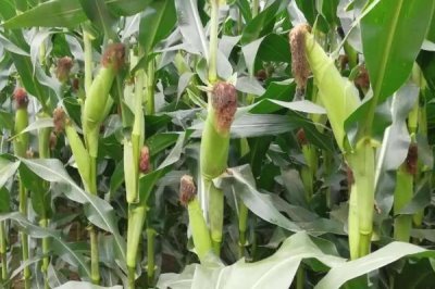 吉单603玉米品种简介，中抗丝黑穗病