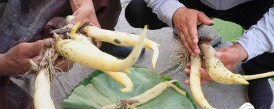 山东桓台县的特产,有马踏湖莲藕、荆家四色韭黄等