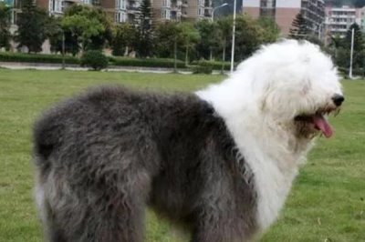 古牧掉毛的原因,可能是季节性掉毛或患皮肤病等