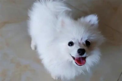 博美犬怎么训练，需要从简单到难