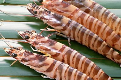 虾有哪些品种,常见的有幽灵虾、罗氏沼虾、澳洲龙虾等