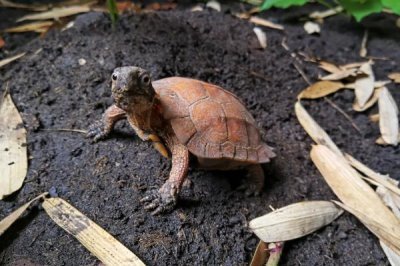 枫叶龟的价格，一般在200-500元一只