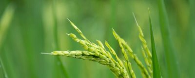 野香优臻占水稻种简介,一般4月下旬5月上旬播种