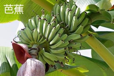 芭蕉和香蕉的区别，外形、颜色和味道均不同