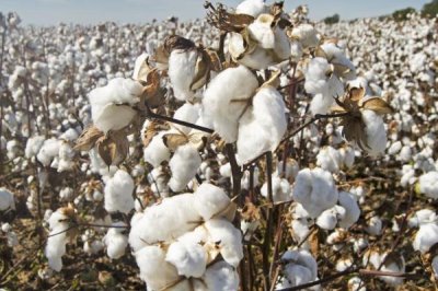 棉花常见病虫害及防治方法,不同病虫害的防治方法不同