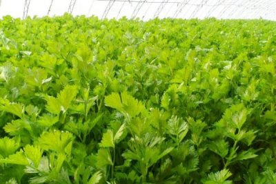 芹菜几月份种植，每个月都可种植