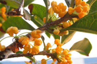 金桂的简介，属于木犀科常绿落叶大乔木