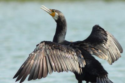 捕鱼能手是什么鸟，是指鸬鹚