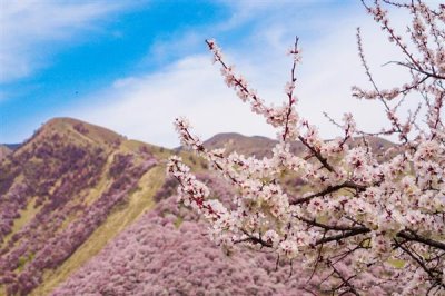 伊犁吐尔根杏花的花期时间，在3-4月份开花