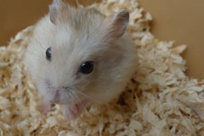 仓鼠可以放生吗,不建议将仓鼠放生