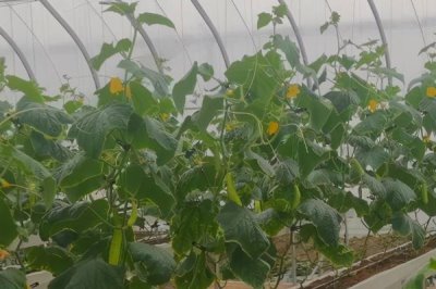 黄瓜靶斑病的防治方法,发病前需注意科学浇水