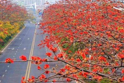 木棉的产地,亚热带地区较多