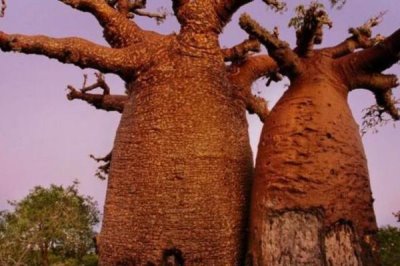 猴面包树的种植方法,种植前对种子进行催芽
