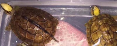 金头龟适宜水温，保持在28℃左右较好