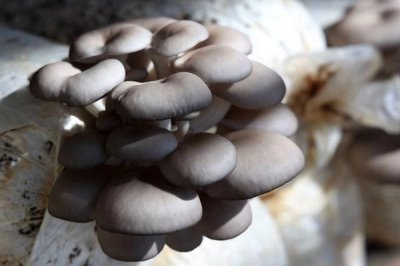 食用菌的种植前景,市场需求大前景广阔