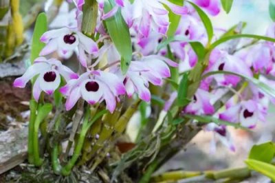 金钗石斛的价格,新鲜且精选货一斤售价150元