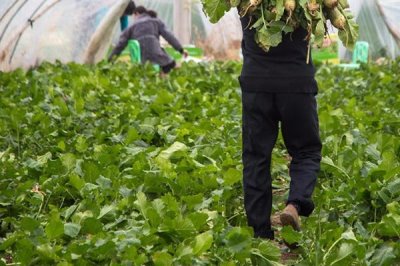 萝卜施肥技巧,有机肥可作为基肥一次性施入