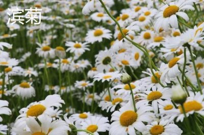 有哪些品质好的小菊系菊花种子,包括小丽花、姬小菊、金鸡菊等品种