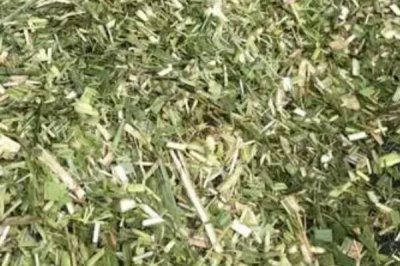 养鸡场鸡粪怎么处理,一般作肥料使用